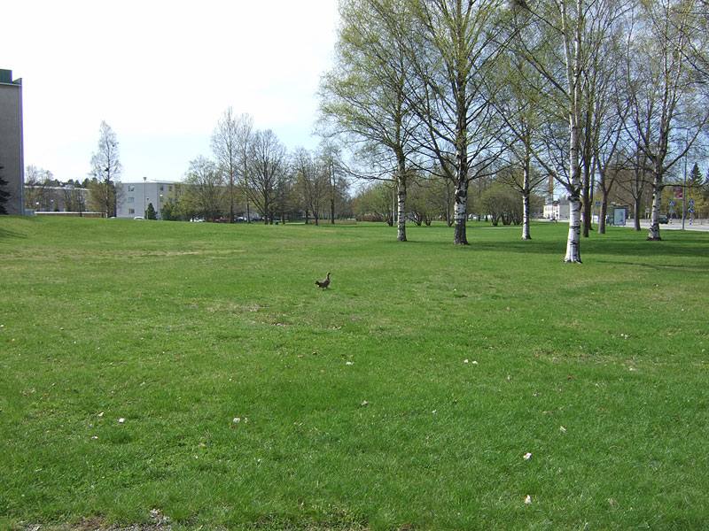 Metso nurmikolla