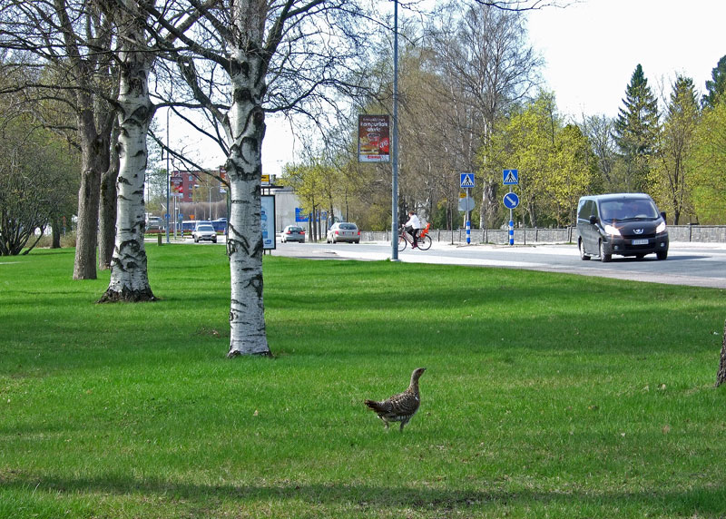 Metso ja Maantienkatu