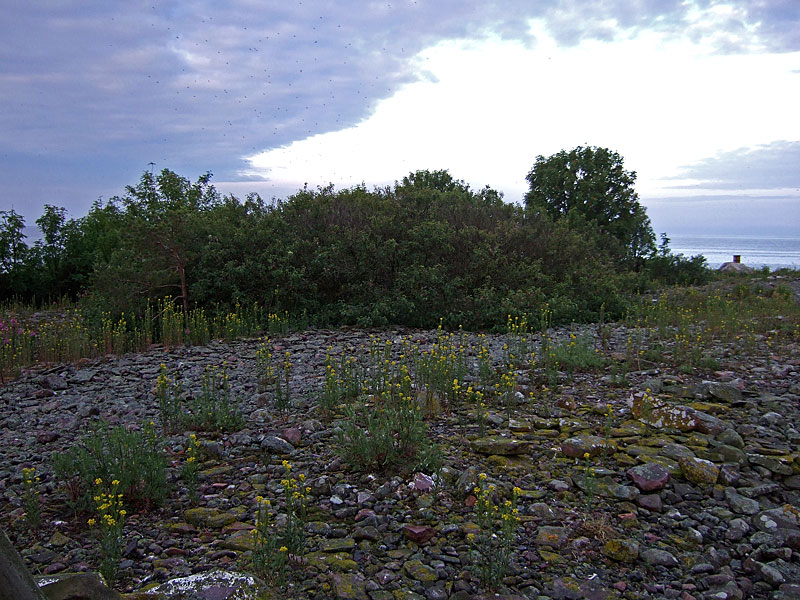 Kupelin pallida pensas