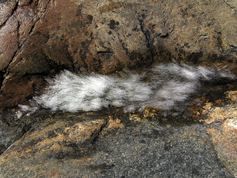 Koirankarvaa