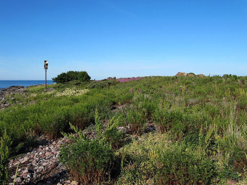 Hylkiriutta