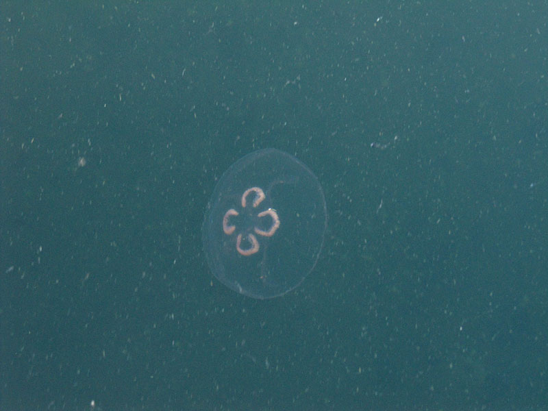 Meduusa
