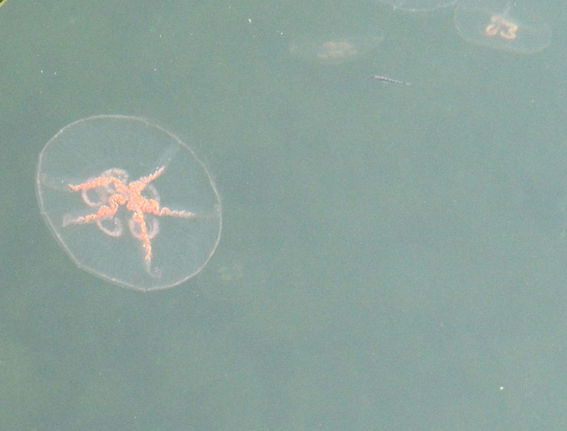 Meduusa