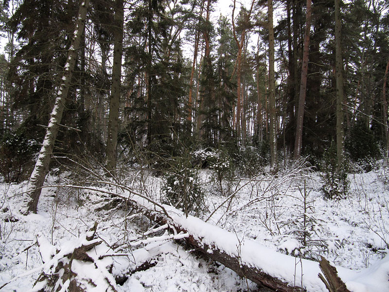 Vanhaa mets&auml;&auml;