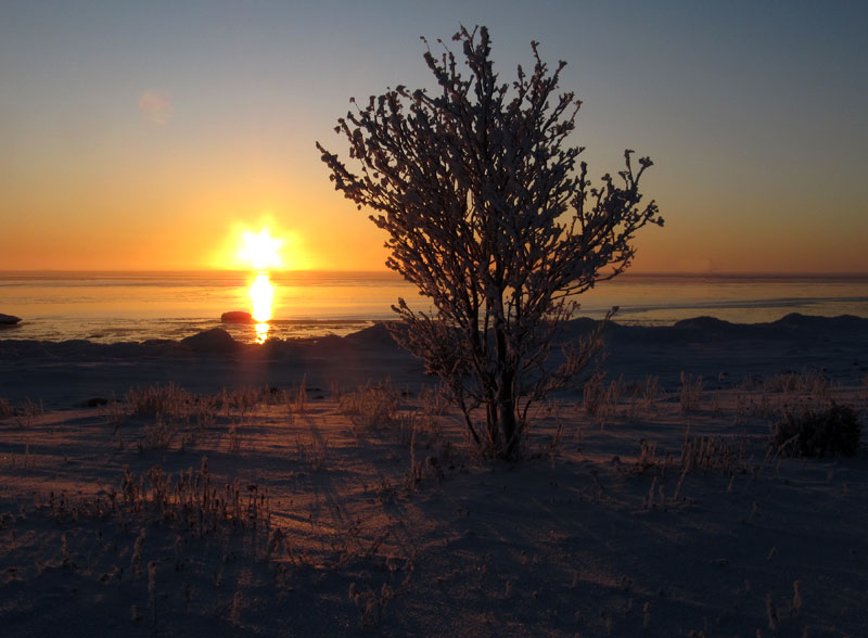 Auringonlasku ja puu