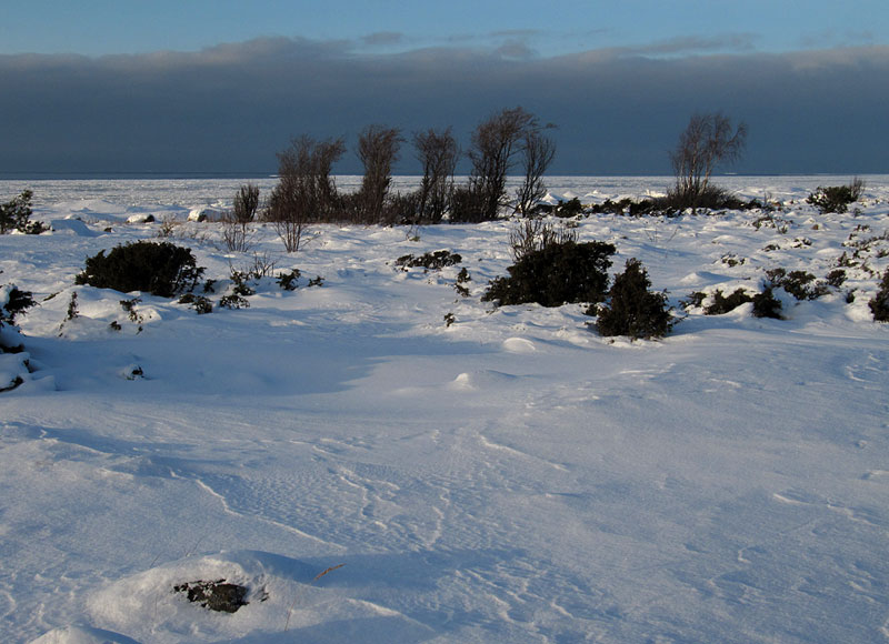 "hoidetut" puut