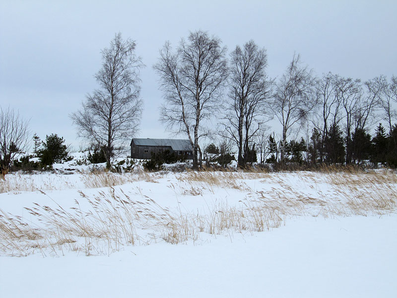 Koivut ja k&auml;mpp&auml;