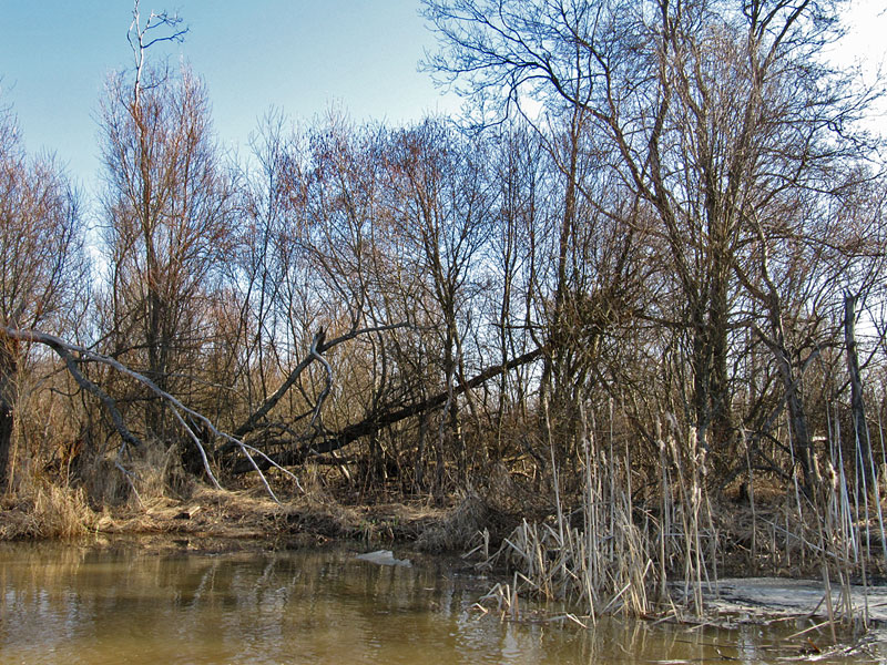Valkoselk&auml;tikan mets&auml;