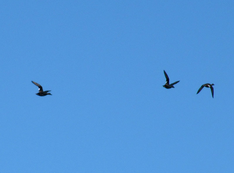 Harmaasorsia Harmaasorsia