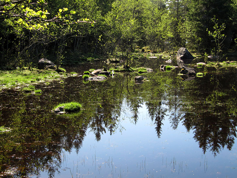 Mets&auml;lampi