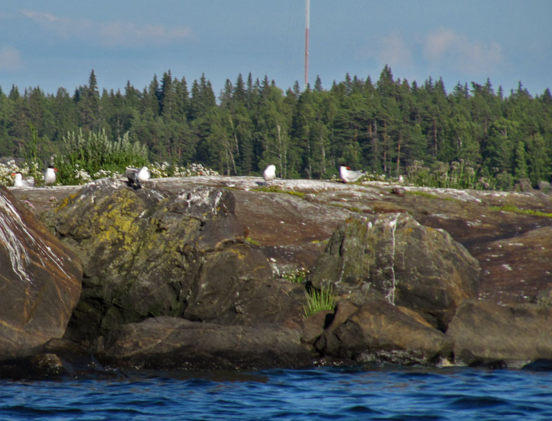 R&auml;ysk&auml;t pes&auml;luodolla