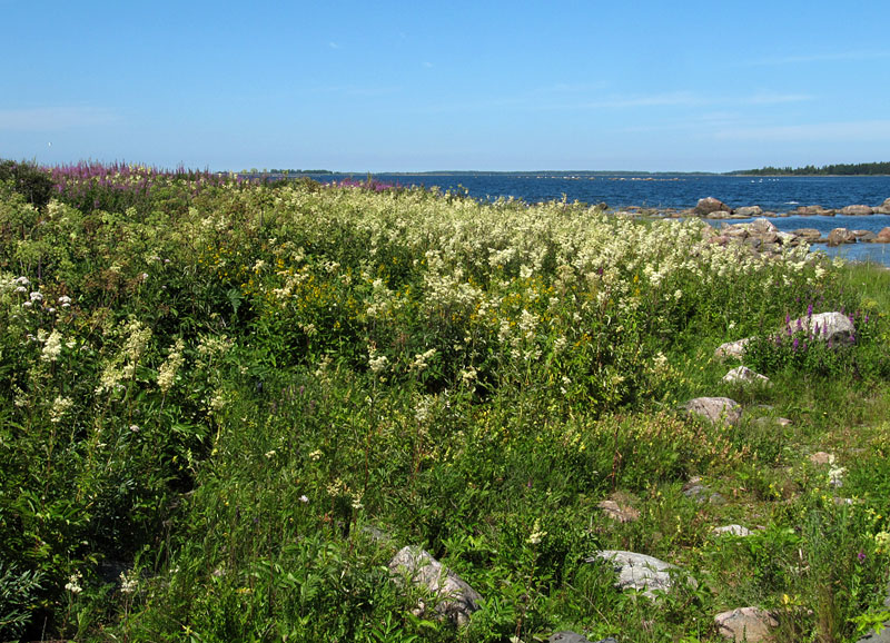 Mesiangervoa ja maitohorsmaa
