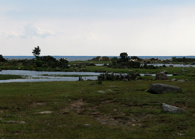 Karja rannalla