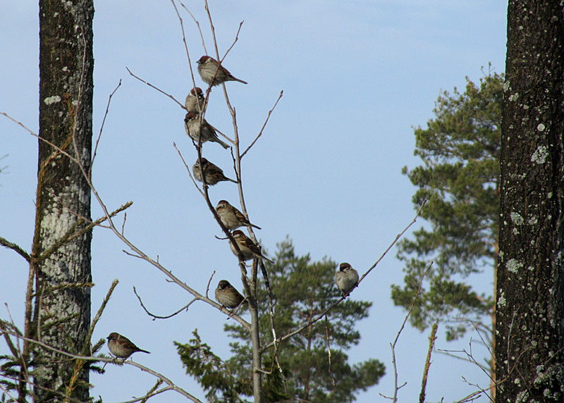 Pikkuvarpusia