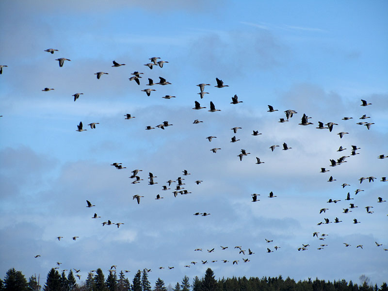 Mets&auml;hanhia ym.