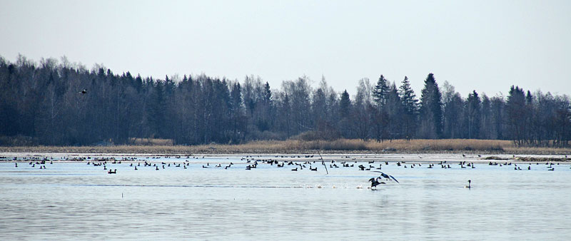 Vesi&auml;isi&auml;