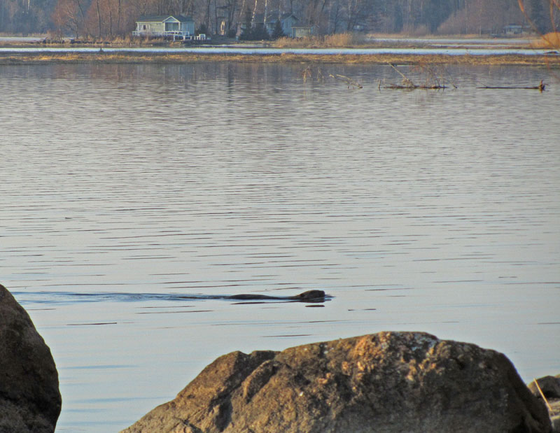 Majava