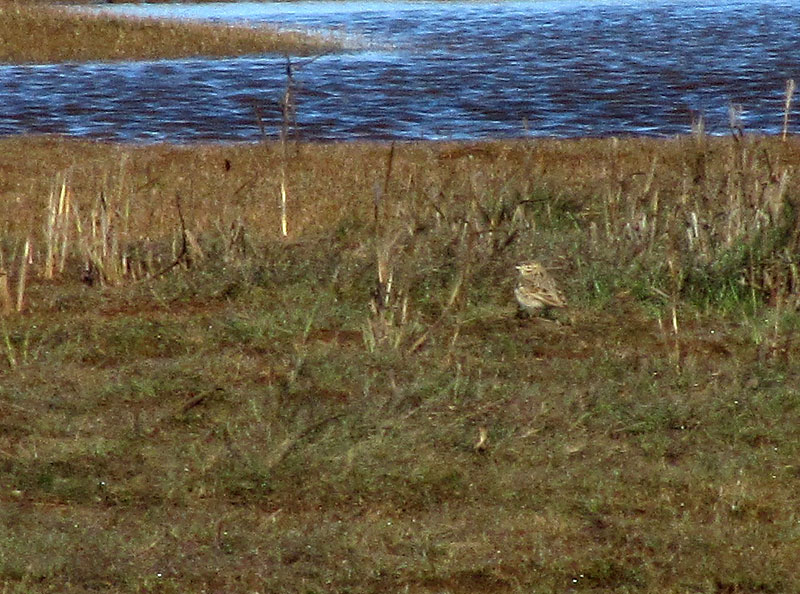 Lyhytvarvaskiuru