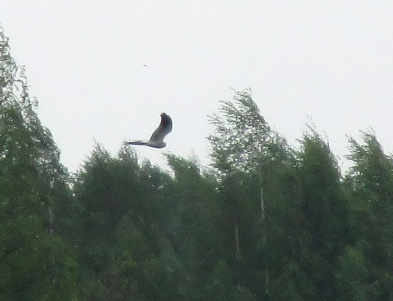 Niittysuohaukka, koiras
