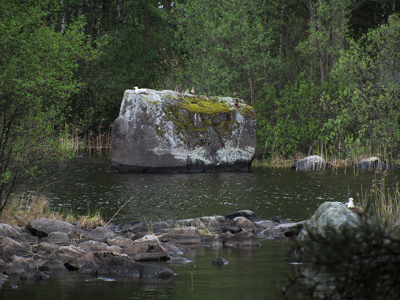 Linnun paikka
