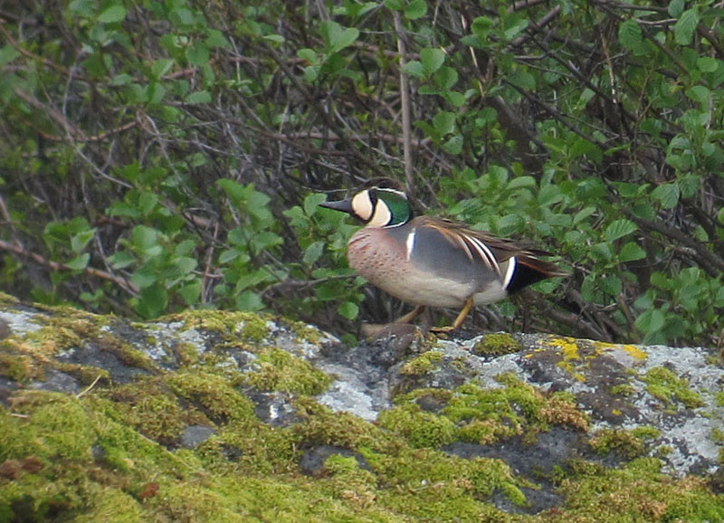 Siperiantavi