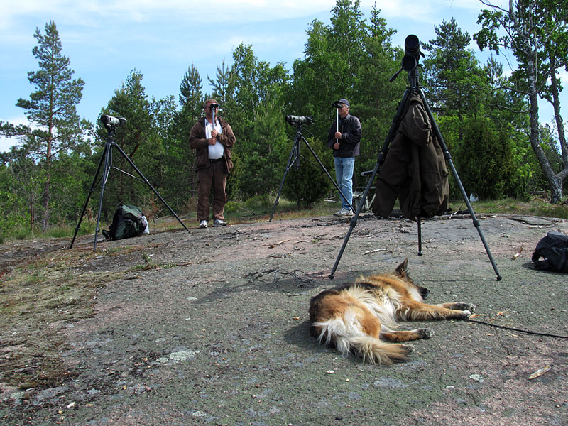 Staijjarit Hevossaaressa