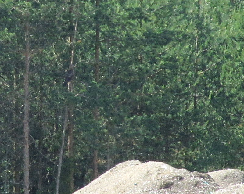 Haarahaukka puussa