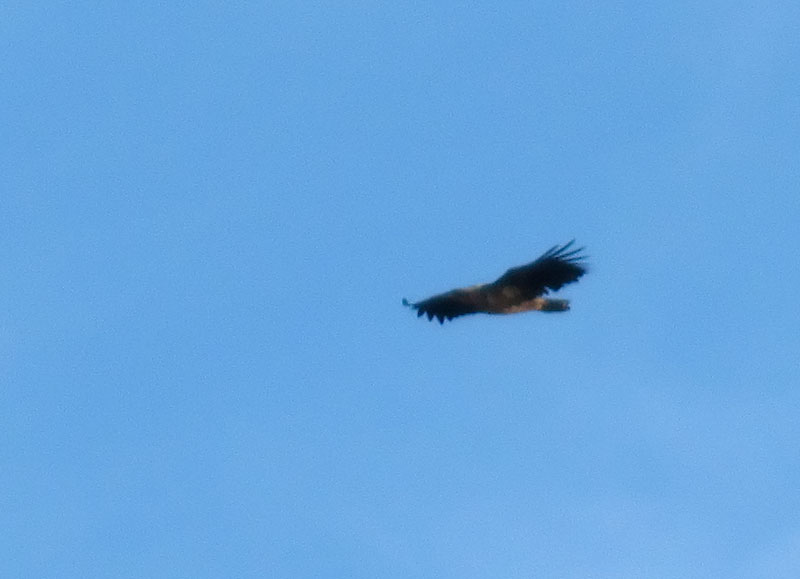 Haliaetus