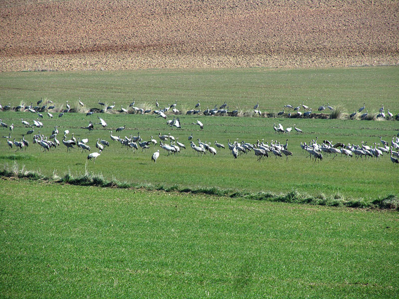 Kurkia