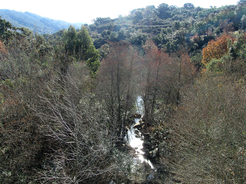 Iberiantiltattipuro