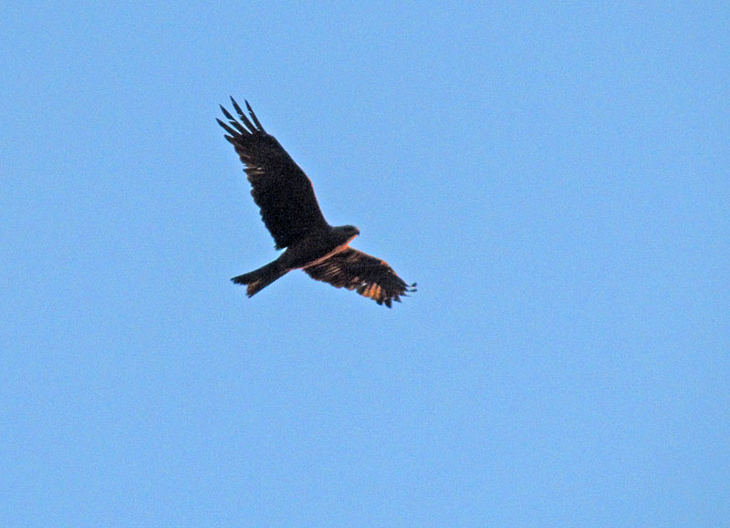 Haarahaukka - Milvus migrans