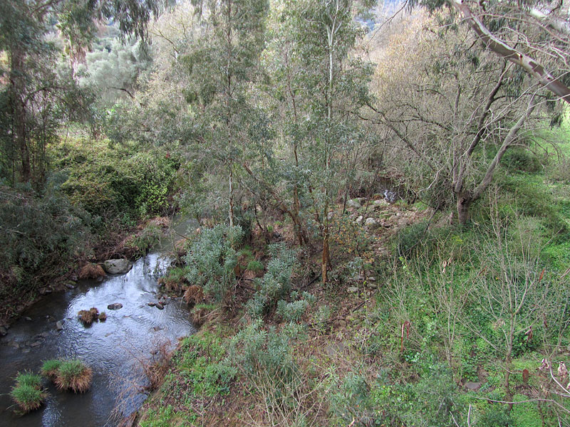 Iberiantiltattipuro