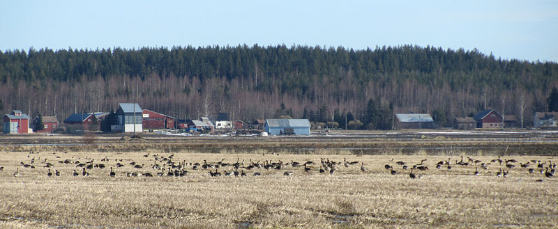 Leistil&auml;nj&auml;rven hanhia