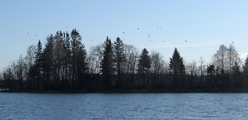 Uusi pesim&auml;saari