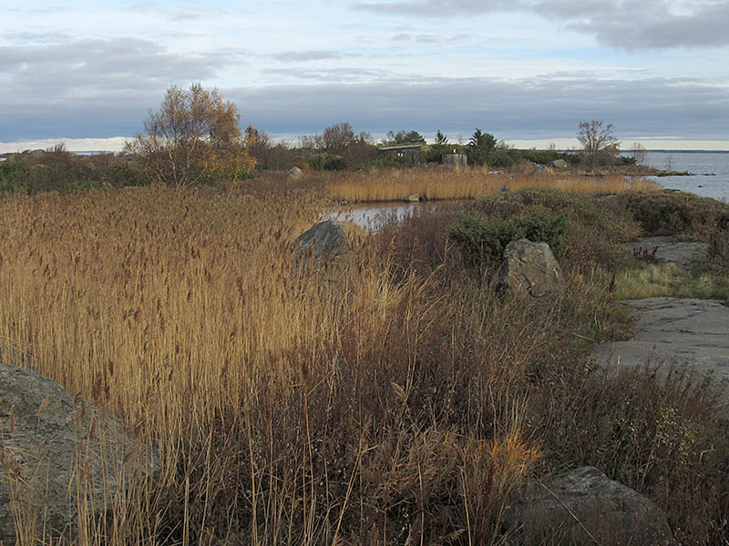 Steenkumppoosi