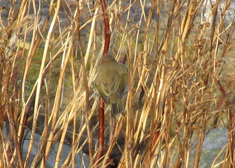 Tiltaltti