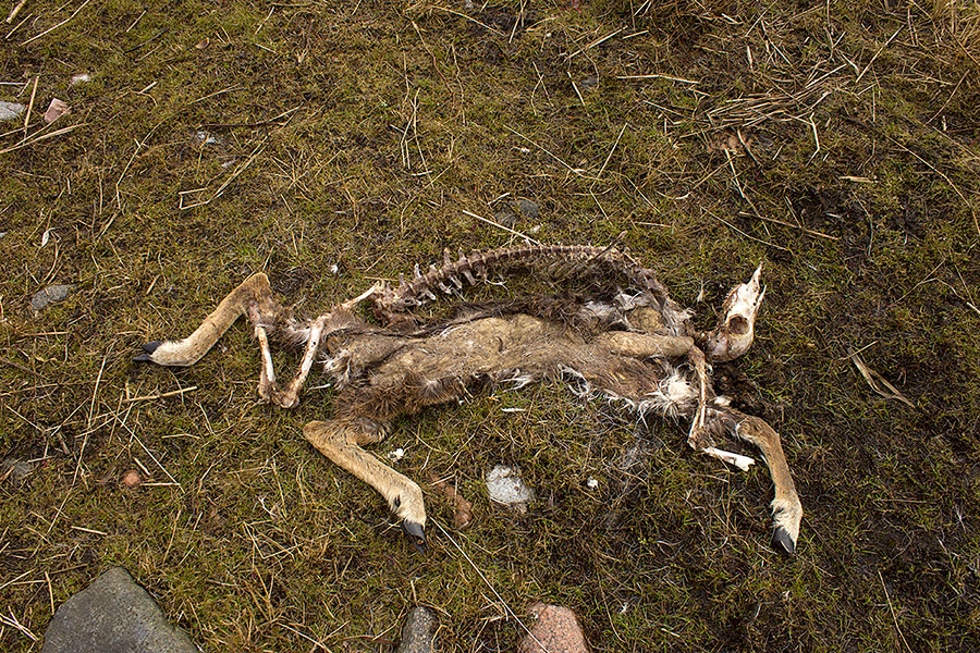Muflonin j&auml;&auml;nteet