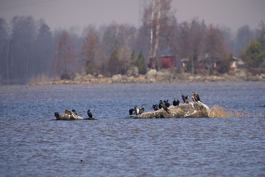 Merimetsoja kivill&auml;