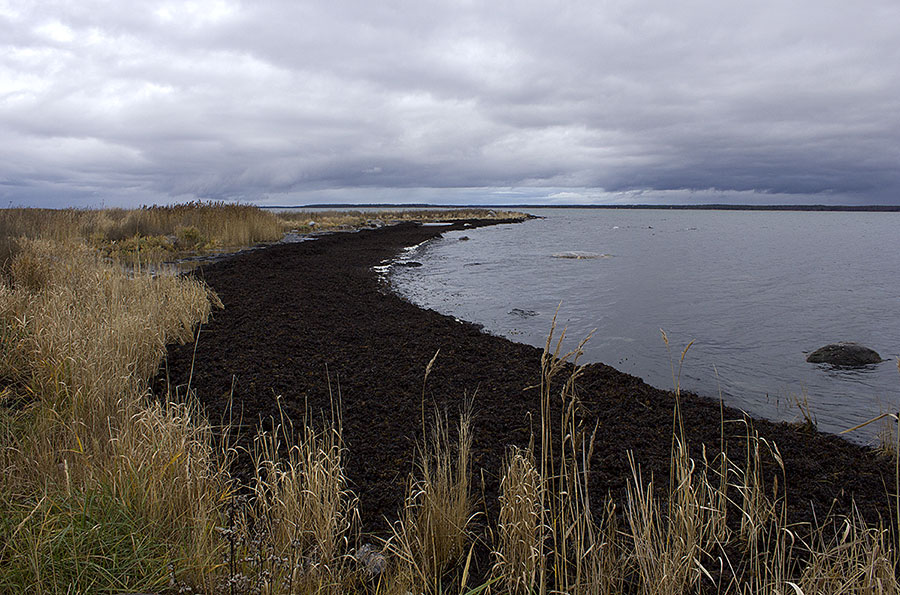 Domarkobban, uutta haurua
