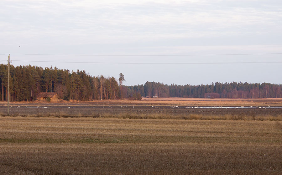 Laulujoutsenia ja hanhia