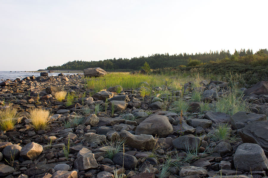L�nsiruovikko