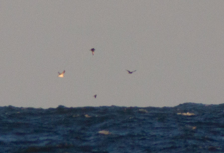 Kihut lokkijahdissa