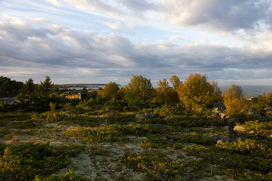 Steenkumppoosi