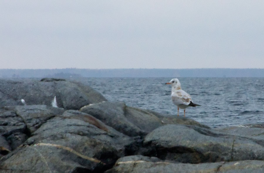 Nuori naurulokki