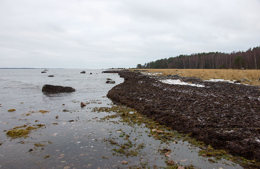 Hanhiston haurut
