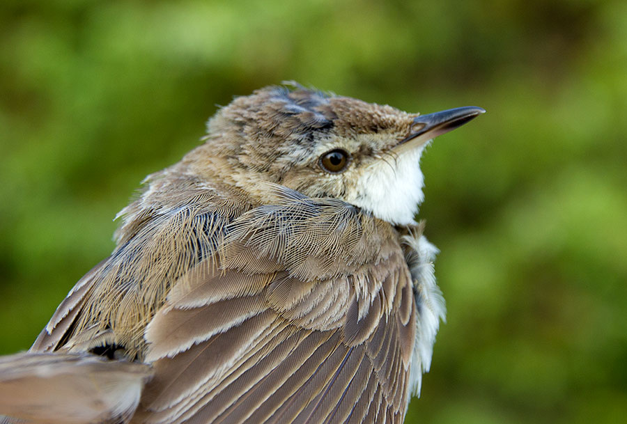 Kentt�kerttunen, Acrocephalus agricola