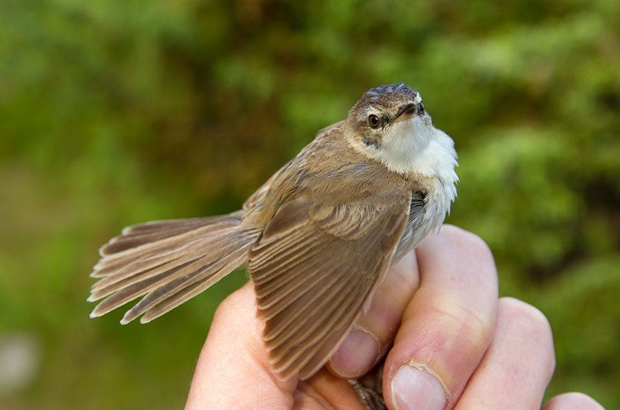Kentt�kerttunen, Acrocephalus agricola