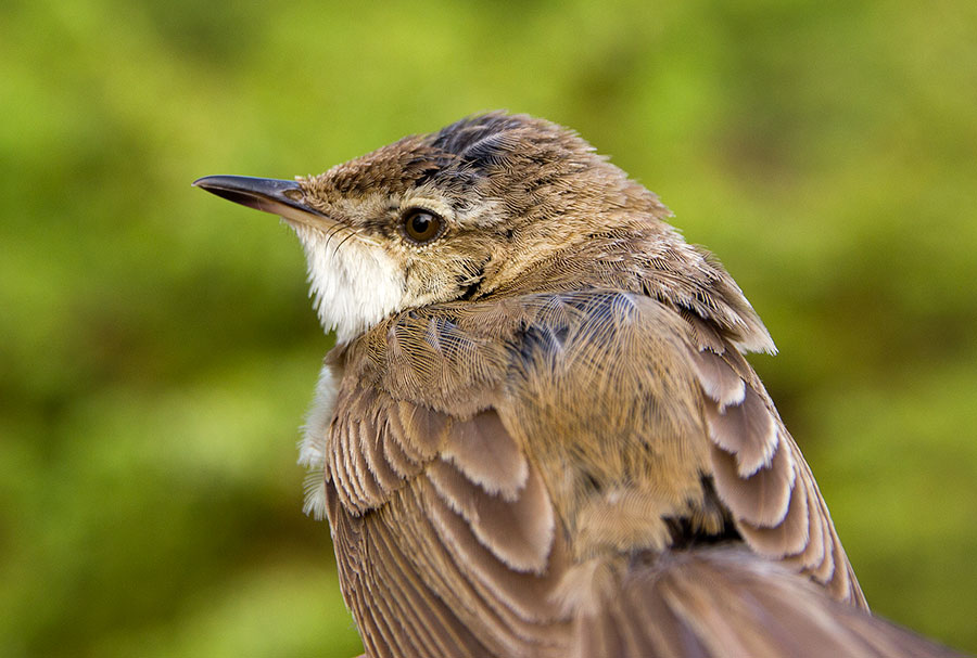Kentt�kerttunen, Acrocephalus agricola