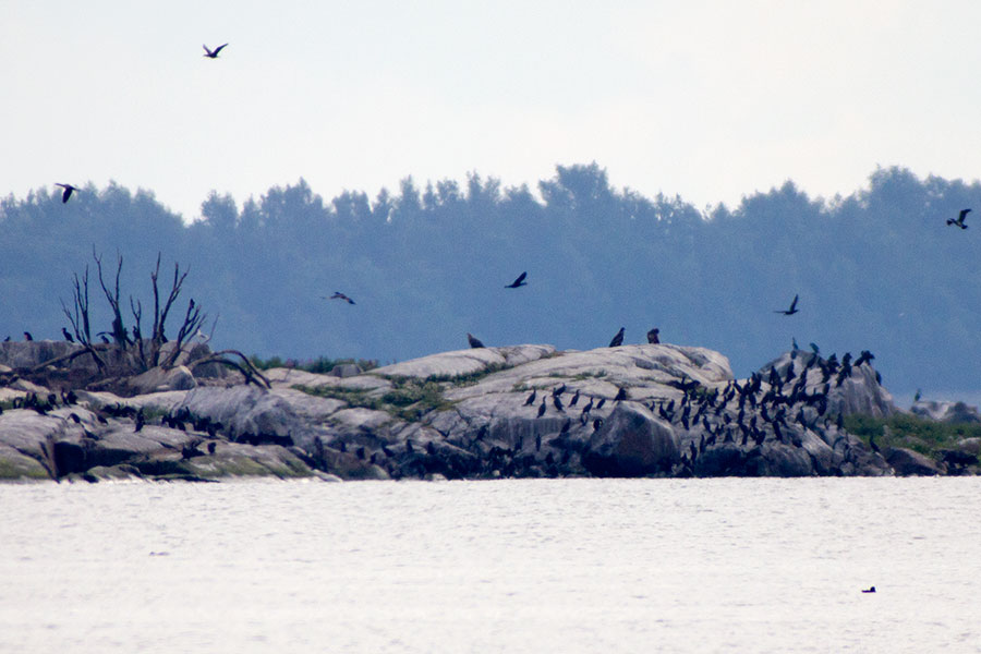 Merikotkia merimetsokoloniassa