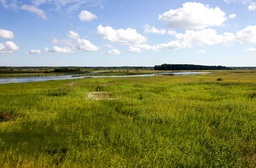 Suiston rauhaa